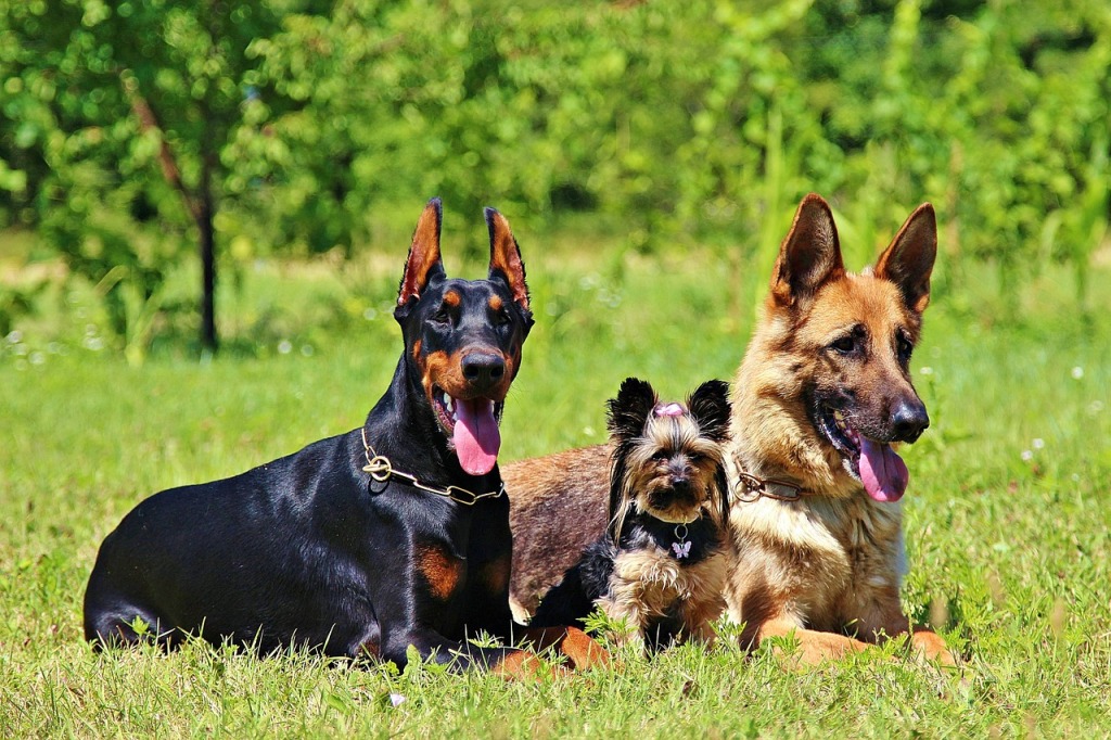 best large dog breeds for families