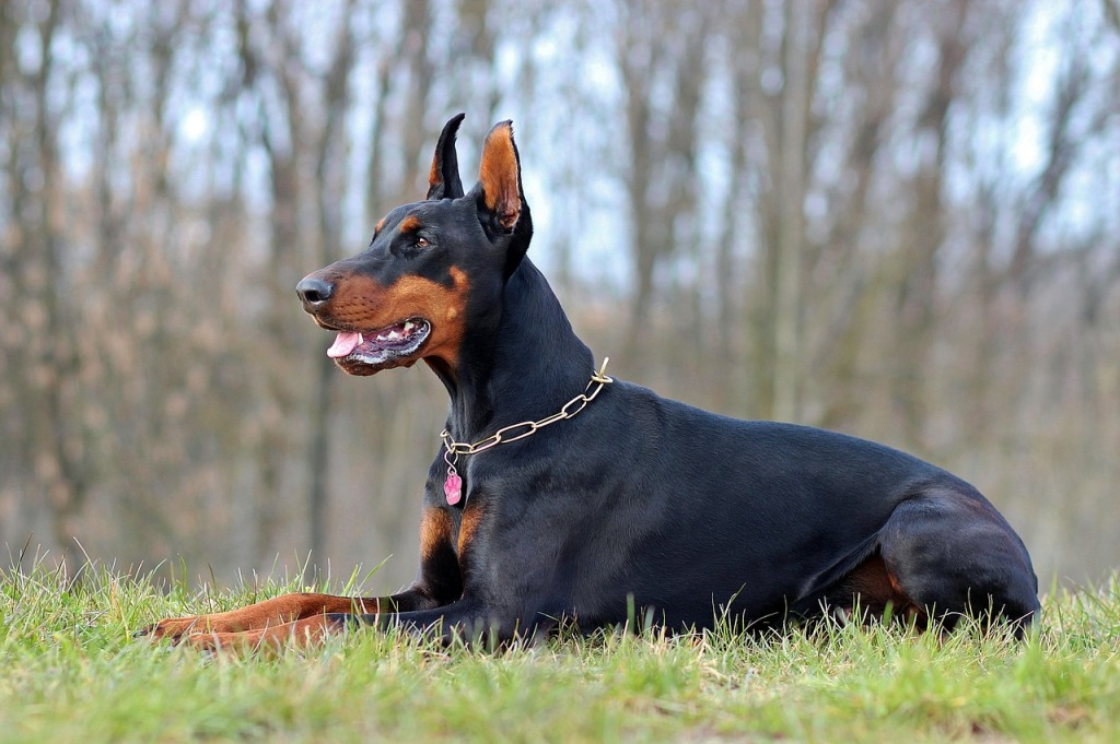 4 Best Large Dog Breeds with Gentle Nature