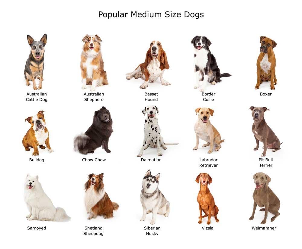 Dog Breed Finder By Picture and Some Related Aspects