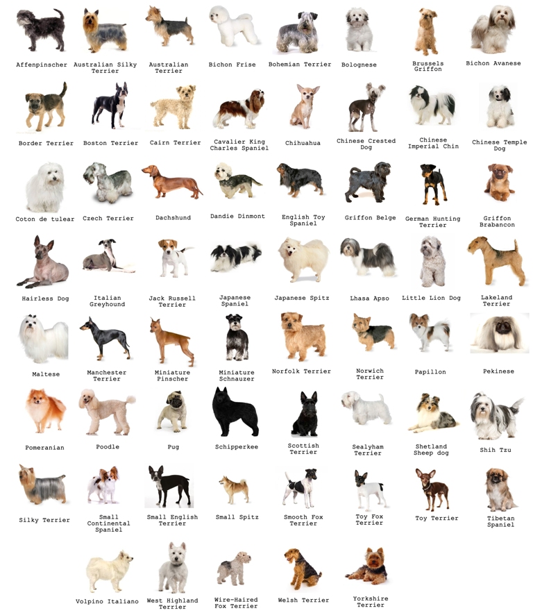 The Most Favorite Dog Breeds A to Z With Dog Breeds Alphabetical Order