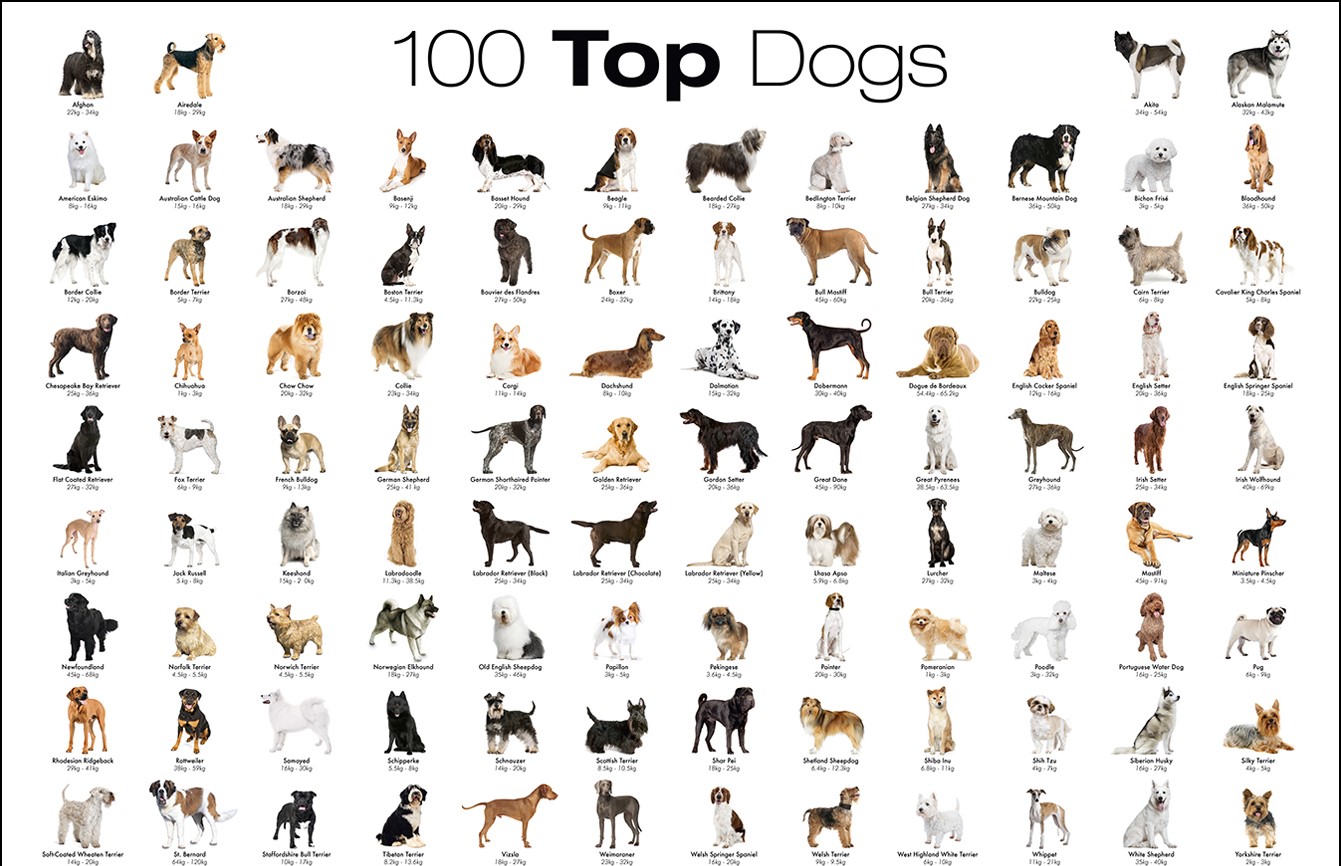 The Most Favorite Dog Breeds A to Z With Dog Breeds Alphabetical Order