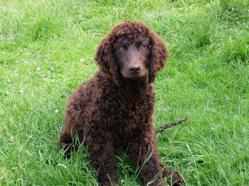 English Water Spaniel Pictures
