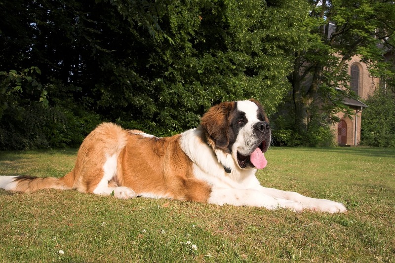 Top 4 Heaviest Dog Breed that Gives You the Best Hug 3 Heaviest Dog Breed