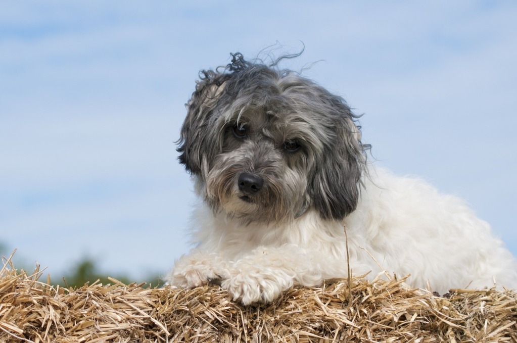 Lowchen Puppies