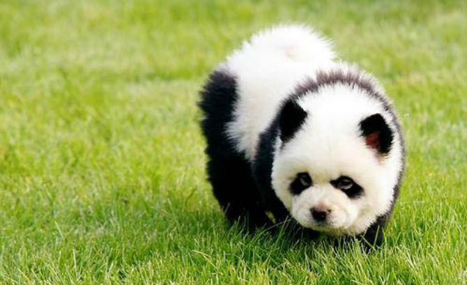 Unique Trend of Panda Dog Breed Puppy Plus Picture