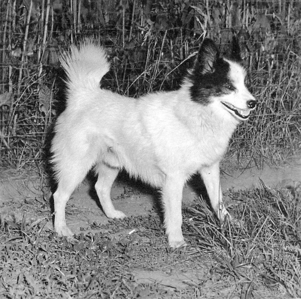 Tahltan Bear Dog Pictures