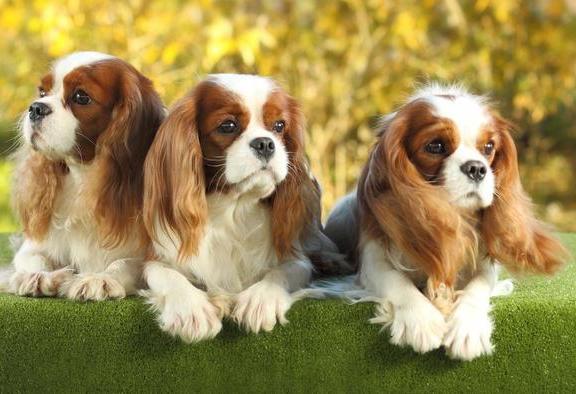 4 Best Calm Dog Breeds That Are Suitable To Be Your Friend At Home