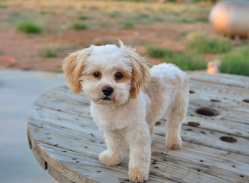 3 Best Teddy Bear Dog Breed For Your Family Very Cute!