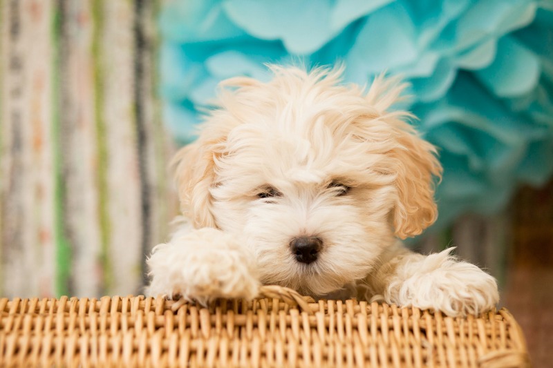 a teddy bear dog breed