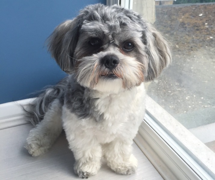 dog with a teddy bear face