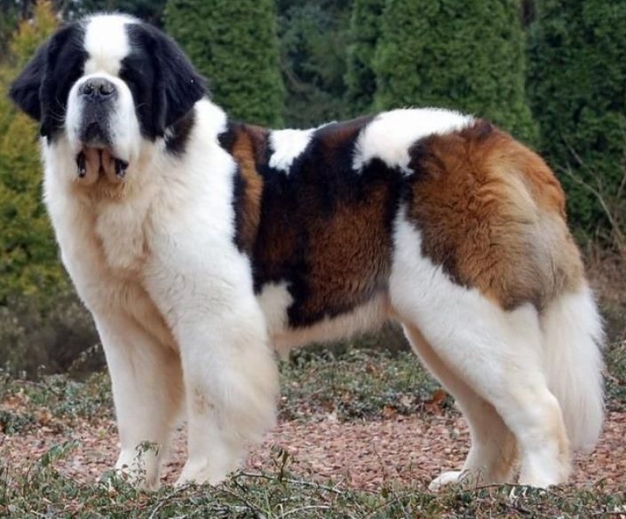 huge dog breeds